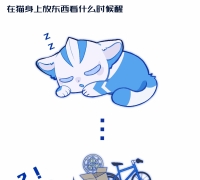 在猫身上放东西，放什么你别管